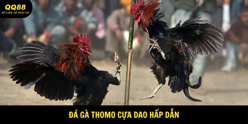 Đá Gà Thomo - Siêu Phẩm Giải Trí Chiến Kê Tại QQ88 3 da-ga-thomo-cua-dao-hap-dan