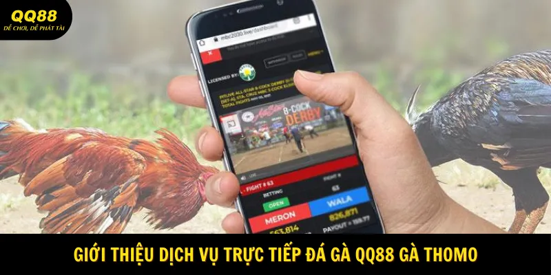 Trực Tiếp Đá Gà QQ88 - Giải Trí Chiến Kê Cực Hấp Dẫn 1 gioi-thieu-dich-vu-truc-tiep-da-ga-qq88